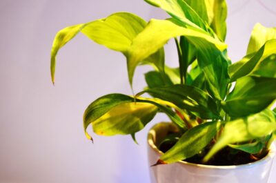 What Are Grow Lights and Do You Really Need One?