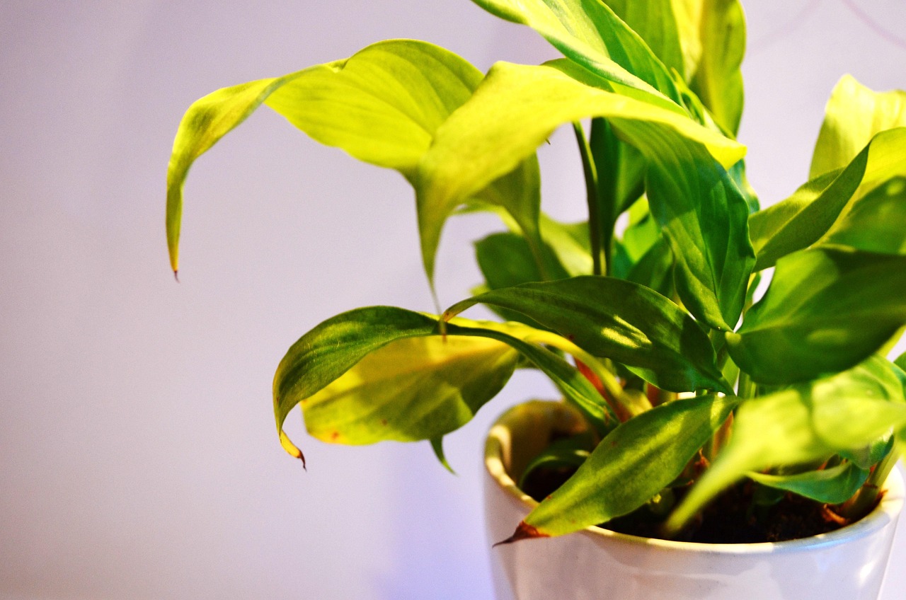 What Are Grow Lights and Do You Really Need One?