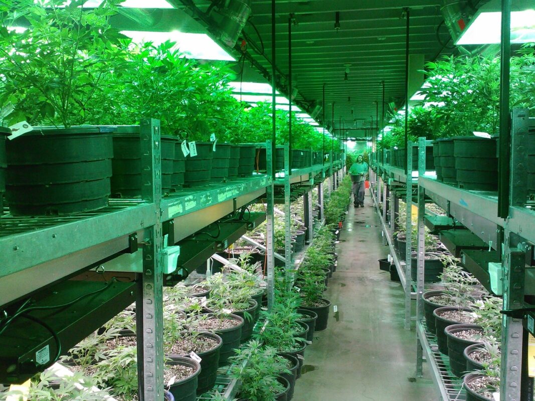 How to Choose the Right Grow Light for Your Plants