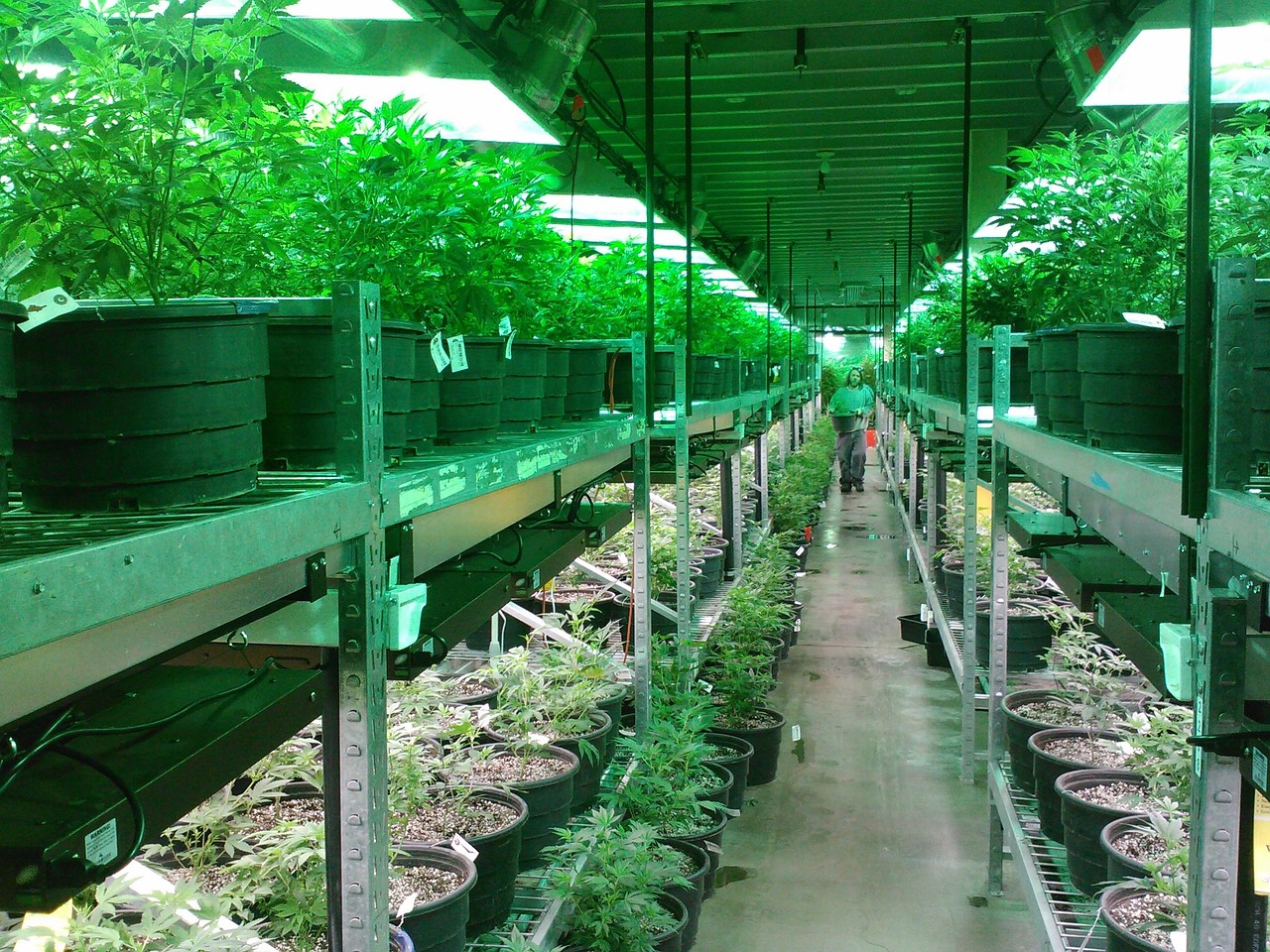 How to Choose the Right Grow Light for Your Plants