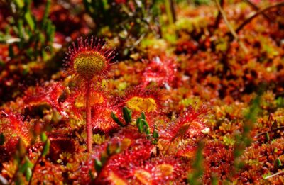 Best Plants to Grow Indoors Under Grow Lights