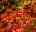 Best Plants to Grow Indoors Under Grow Lights
