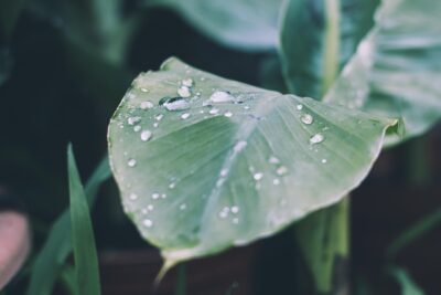 How to Stop Drip Irrigation Drippers from Clogging
