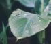 How to Stop Drip Irrigation Drippers from Clogging