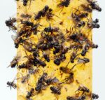 Yellow Sticky Fly Trap - Hình 8