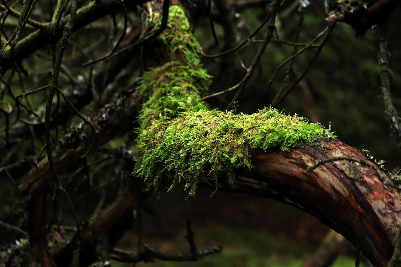 Moss and substrate for a terrarium