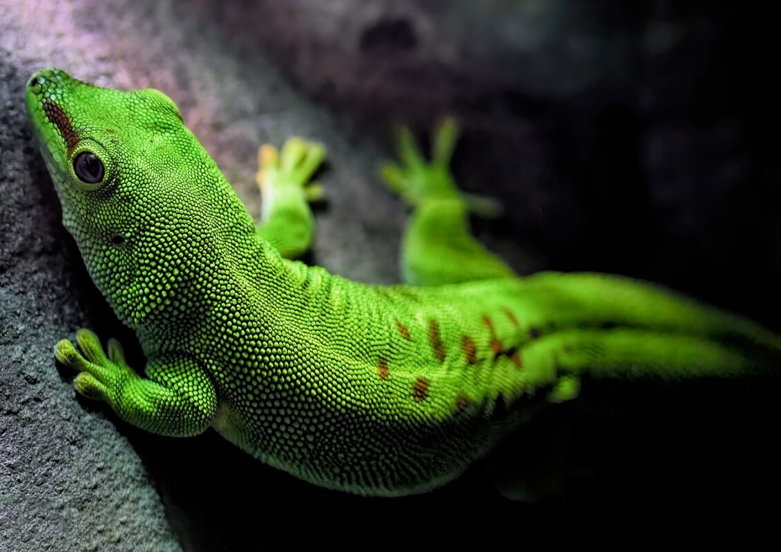 A gecko in its enclosure