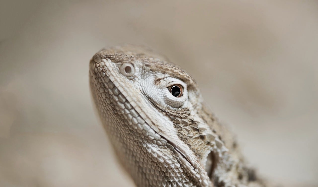A bearded dragon basking under a heat lamp