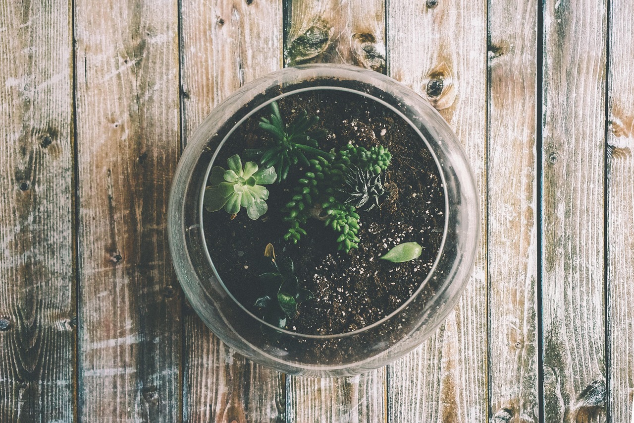 A humid planted terrarium