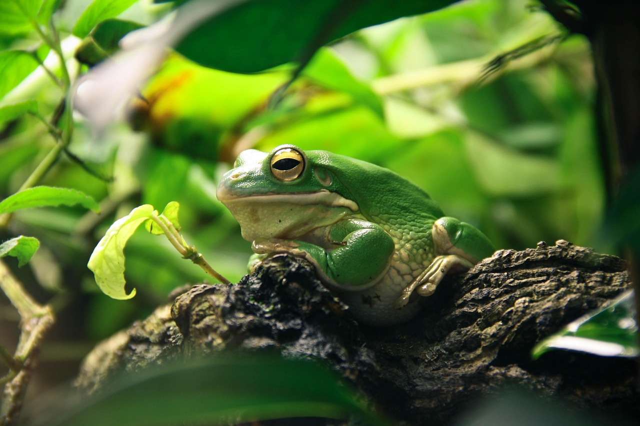 A reptile terrarium with a warm end