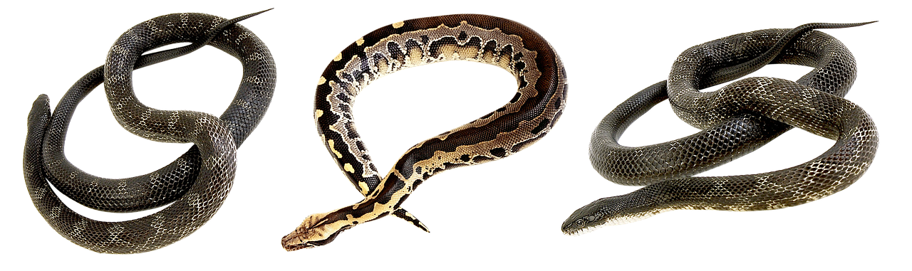 A reptile in a temperature-controlled enclosure