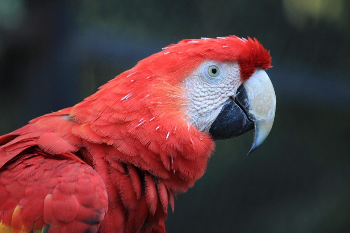 Bird supplies laid out ready for a new parrot