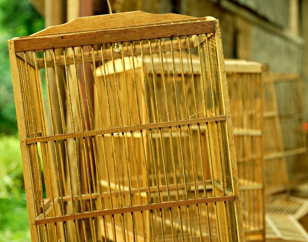 Clean parrot cage with fresh perches and bowls