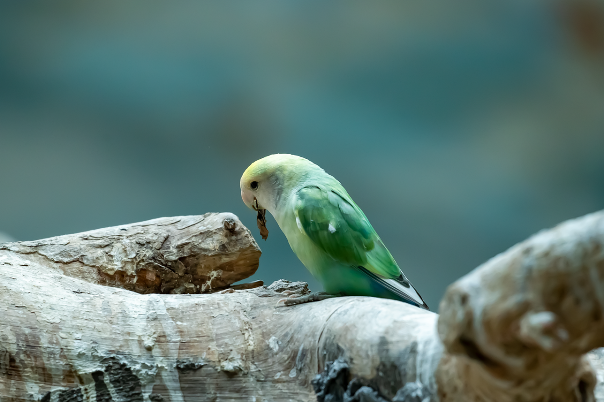 Natural branch perches of varying diameter inside a bird cage