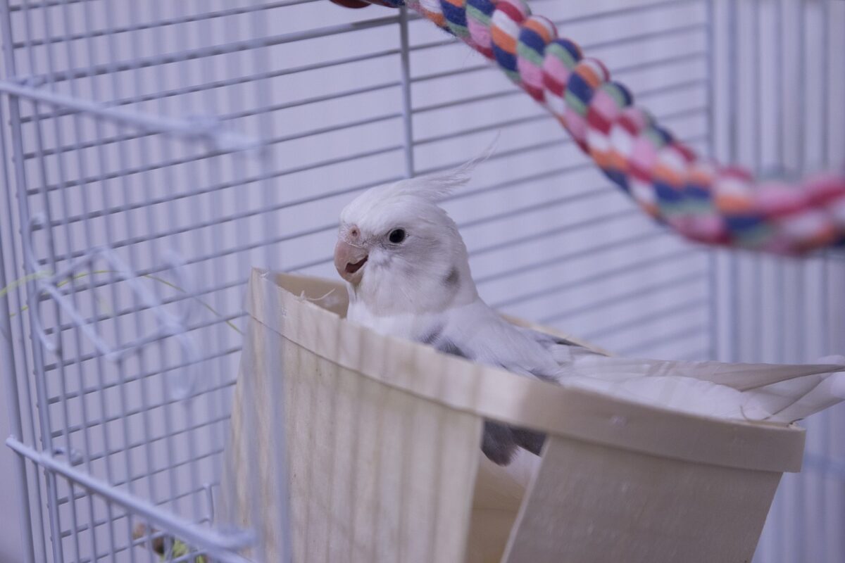 Cockatiel watching a new toy hung beside its perch
