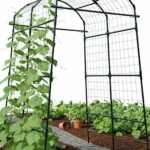 Sturdy Black Metal Arch Trellis