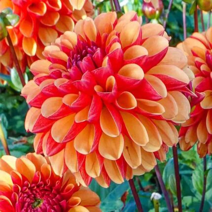 Fiery Orange Red Dahlia Tuber