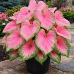 Pink Splash Caladium Bulbs