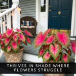 Pink Splash Caladium Bulbs - Hình 3