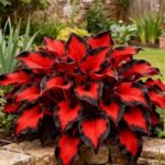 Exotic Fire Ice Hosta Bulbs