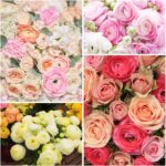 Vibrant Ranunculus Flower Bulbs
