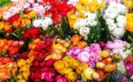 Vibrant Ranunculus Flower Bulbs - Hình 2