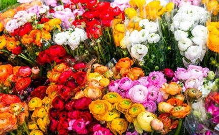 Vibrant Ranunculus Flower Bulbs - Hình 2