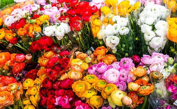 Vibrant Ranunculus Flower Bulbs - Hình 2