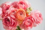 Vibrant Ranunculus Flower Bulbs - Hình 3