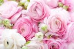 Vibrant Ranunculus Flower Bulbs - Hình 4