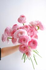 Vibrant Ranunculus Flower Bulbs - Hình 5