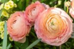 Vibrant Ranunculus Flower Bulbs - Hình 6