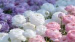 Vibrant Ranunculus Flower Bulbs - Hình 7