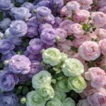 Vibrant Ranunculus Flower Bulbs - Hình 8