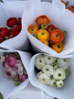 Vibrant Ranunculus Flower Bulbs - Hình 9