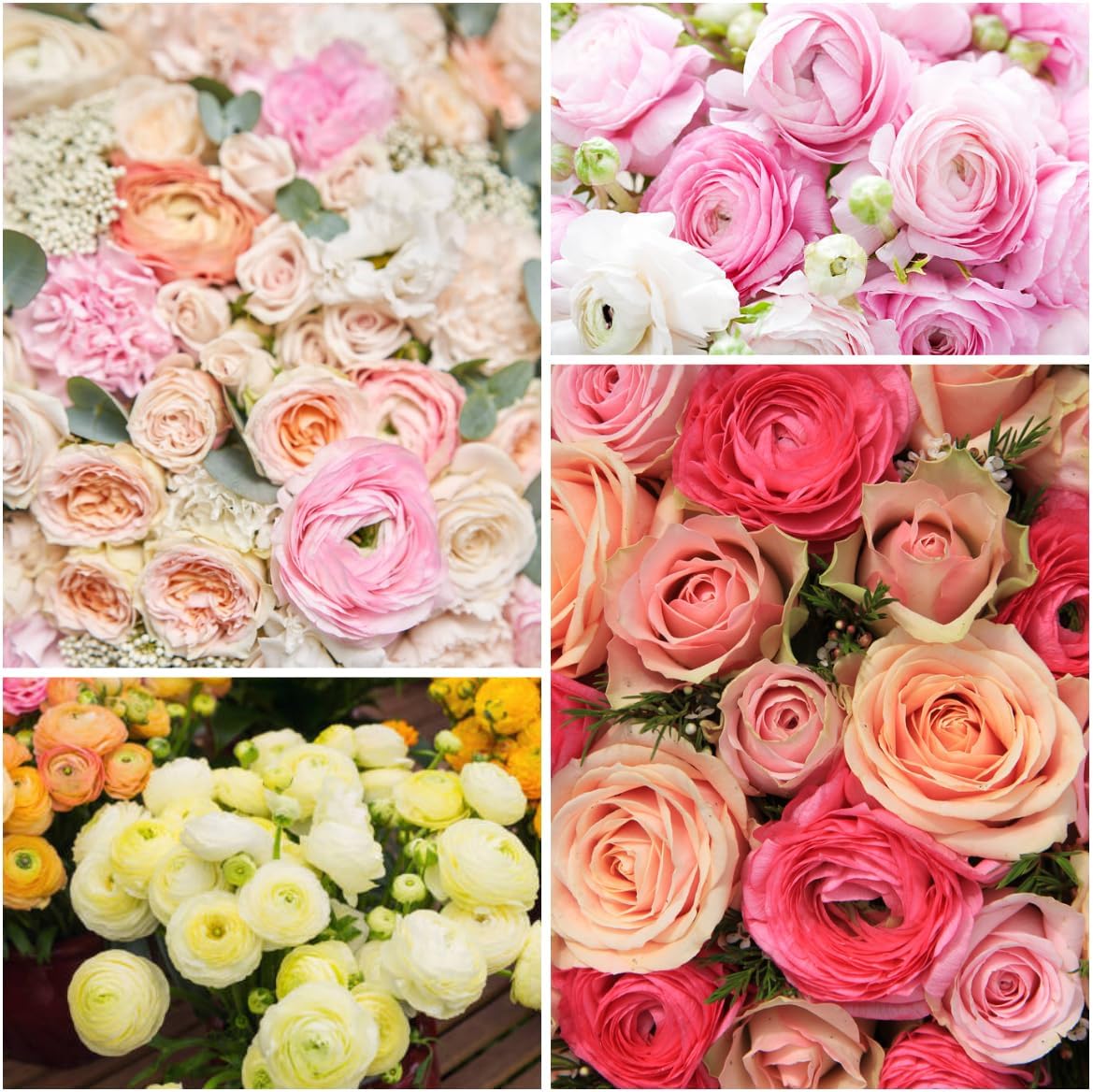 Mixed Color Ranunculus Bulbs Vibrant Ranunculus Flower Bulbs