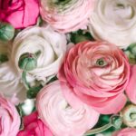Elegant Ranunculus Bulbs