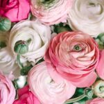 Elegant Ranunculus Bulbs - Hình 2