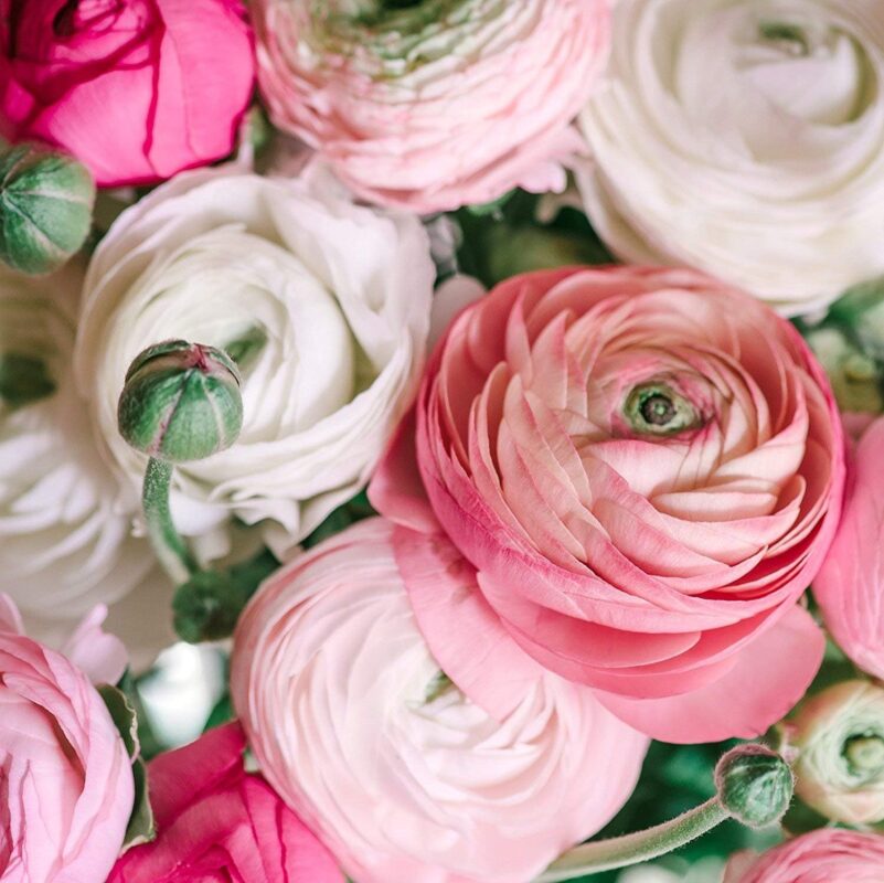 Elegant Ranunculus Bulbs