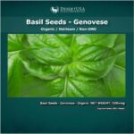 Organic Genovese Basil Seeds