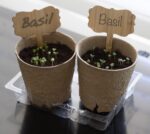 Organic Genovese Basil Seeds - image 2