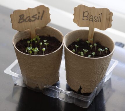Organic Genovese Basil Seeds - image 2