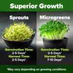 Home Grown Broccoli Sprouting Seeds - image 5