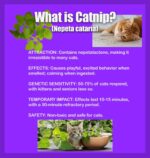 Premium Heirloom Catnip Seeds - image 4