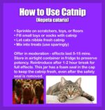 Premium Heirloom Catnip Seeds - image 5