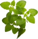 Premium Heirloom Catnip Seeds - image 7