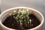 Premium Heirloom Catnip Seeds - image 8