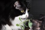 Premium Heirloom Catnip Seeds - image 9
