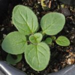 Italian Oregano Seeds - image 2