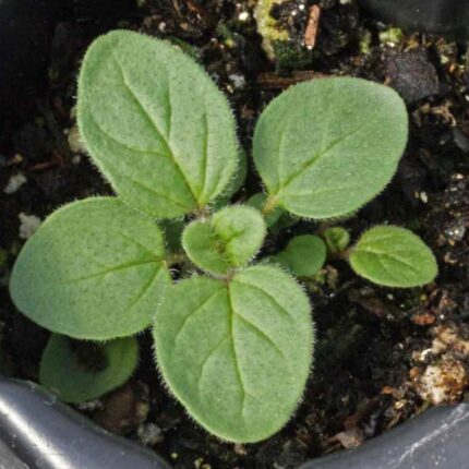 Italian Oregano Seeds - image 2